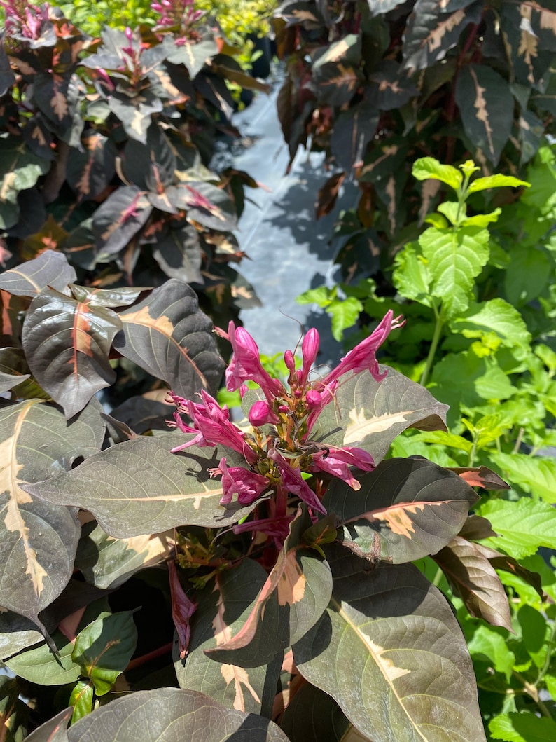 Jamaican Croton Chocolate Caricature Croton 10 Inch Pot FREE Etsy