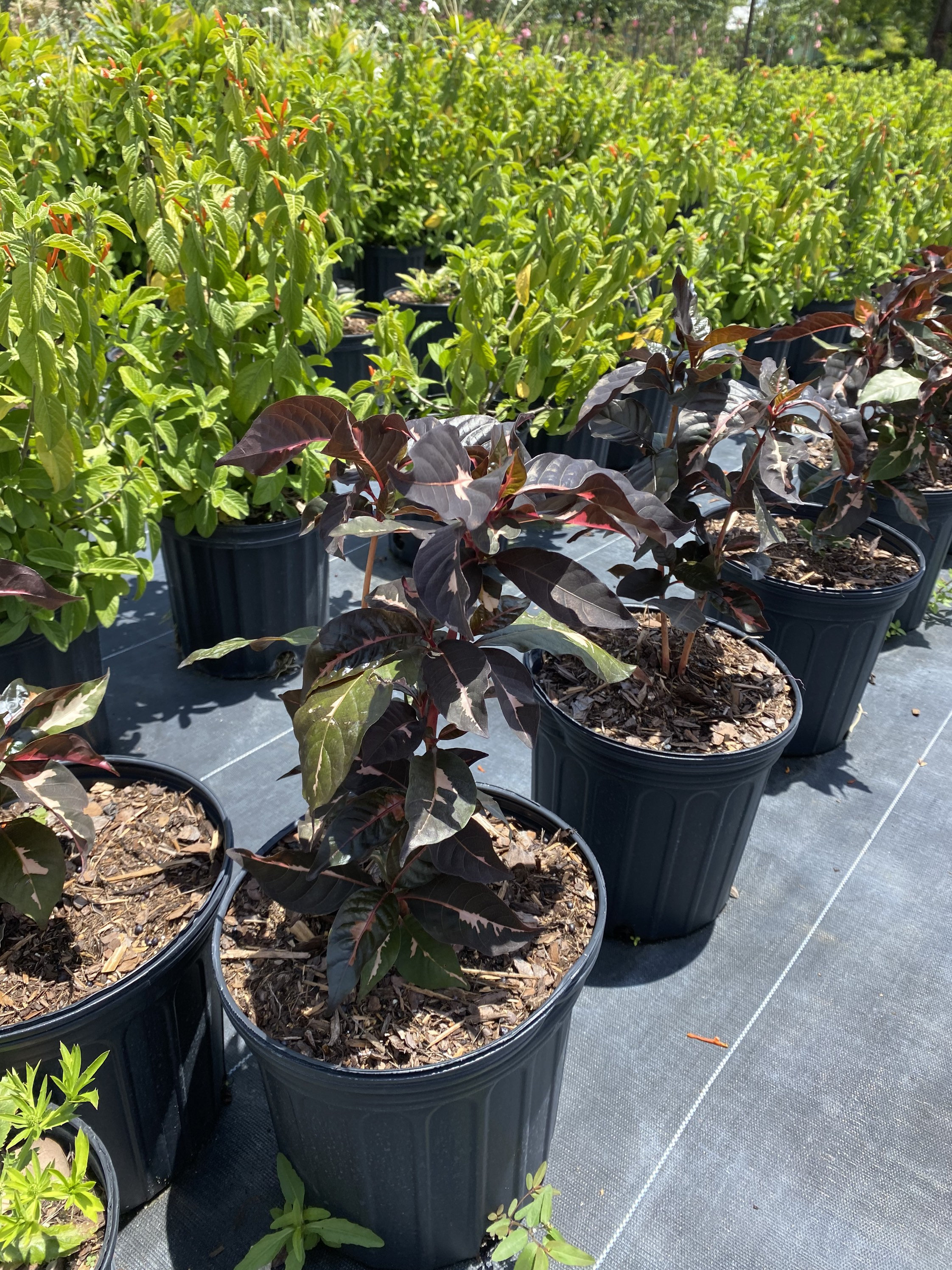 Jamaican Croton Chocolate Caricature Croton 10 Inch Pot Etsy