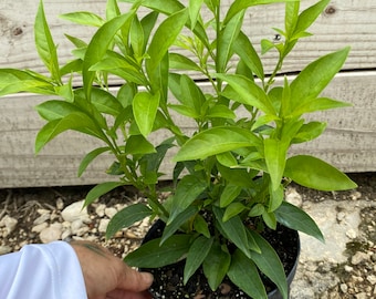 Night Blooming Jasmine Cestrum nocturnum 6” inch pot  FREE Shipping East Coast and Central States