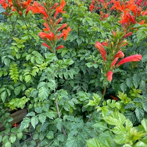 Cape Honeysuckle Red Tecomaria capensis BUSH FORM 10 inch pot FREE Shipping East Coast and Central States image 10