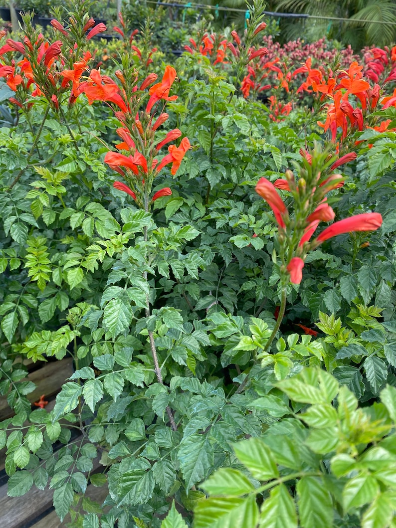 Cape Honeysuckle Red Tecomaria capensis BUSH FORM 10 inch pot FREE Shipping East Coast and Central States image 10