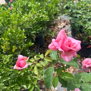 K&ouml;nnte beinhalten: Nahaufnahme von rosa Rosenbl&uuml;ten in verschiedenen Stadien der Bl&uuml;te, umgeben von gr&uuml;nen Bl&auml;ttern und Laub. Die Rosen haben weiche, zarte Bl&uuml;tenbl&auml;tter. Das Bild f&auml;ngt die Sch&ouml;nheit eines Rosengartens ein.