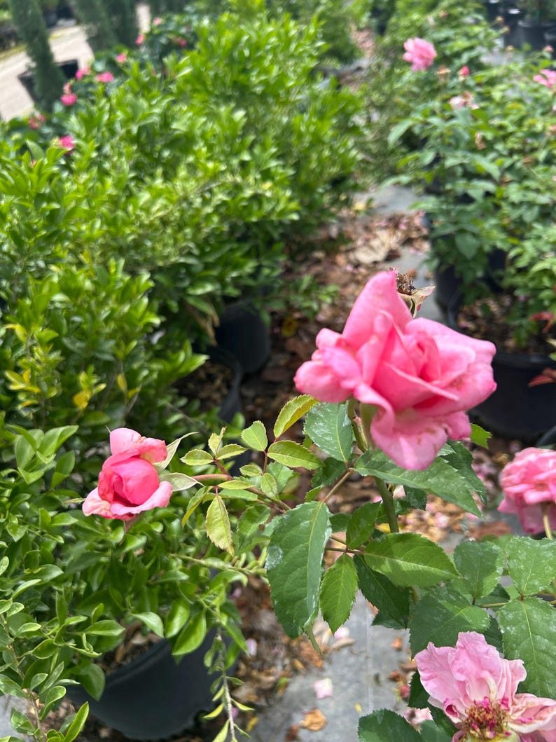 K&ouml;nnte beinhalten: Nahaufnahme von rosa Rosenbl&uuml;ten in verschiedenen Stadien der Bl&uuml;te, umgeben von gr&uuml;nen Bl&auml;ttern und Laub. Die Rosen haben weiche, zarte Bl&uuml;tenbl&auml;tter. Das Bild f&auml;ngt die Sch&ouml;nheit eines Rosengartens ein.