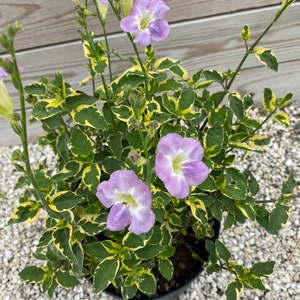 St. John Variegated Primrose  6 inch pot Free shipping to Eastern and Central States List of excluded States in Description