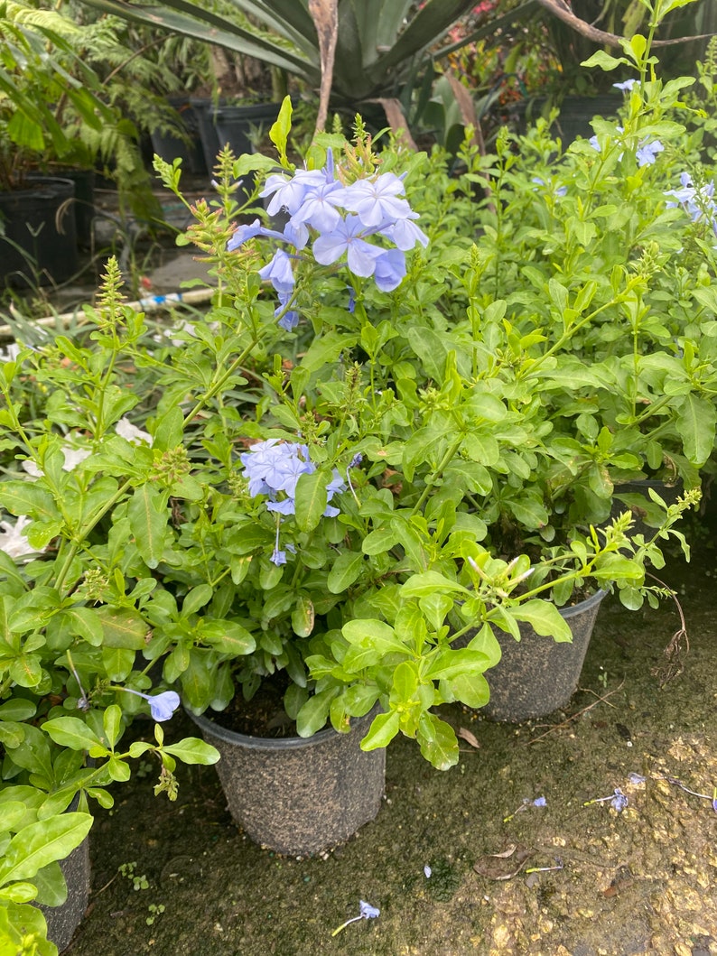 Blue Plumbago Plumbago auriculata 10 inch pot FREE Shipping East Coast and Central States image 7