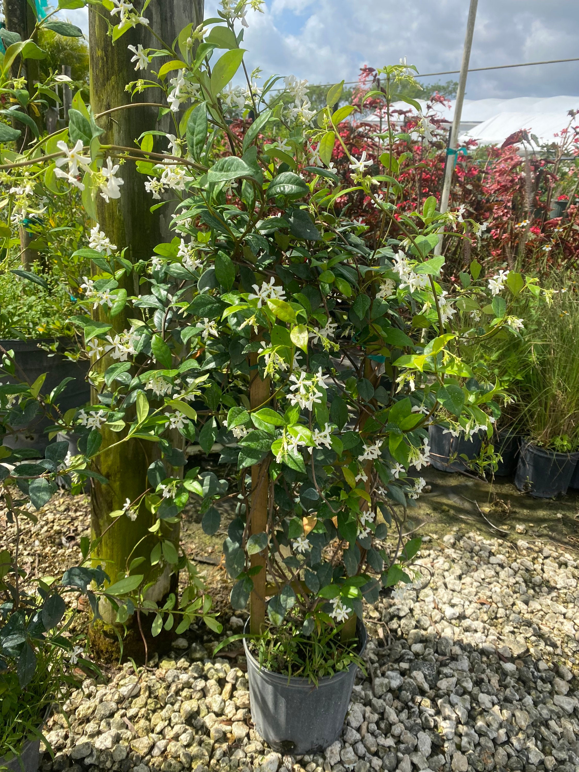 Jazmín confederado Trachelospermum jasminoides maceta de 10 - Etsy México
