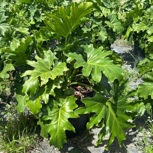 May include: A lush, green Philodendron plant with large, deeply lobed leaves. The plant is in a dark pot, surrounded by other plants and greenery. The leaves have a glossy texture and are a vibrant shade of green.