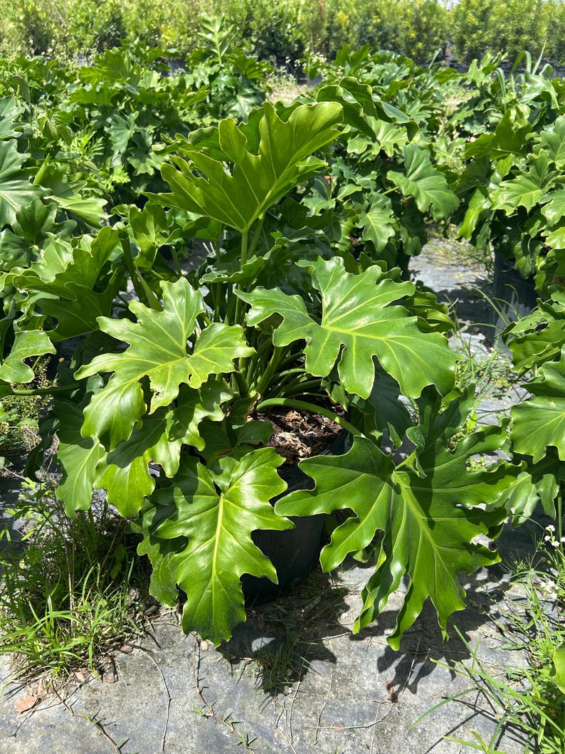 May include: A lush, green Philodendron plant with large, deeply lobed leaves. The plant is in a dark pot, surrounded by other plants and greenery. The leaves have a glossy texture and are a vibrant shade of green.