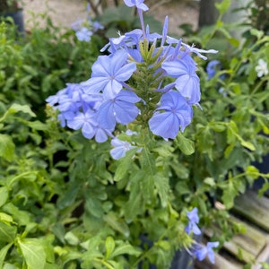 Blue Plumbago Plumbago auriculata 10 inch pot FREE Shipping East Coast and Central States image 3