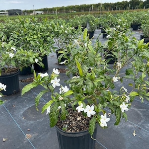 Pinwheel Jasmine Tabernaemontana divaricata 10 inch pot Free shipping to Eastern and Central States List of excluded States in Description