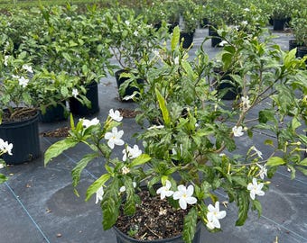 Pinwheel Jasmine Tabernaemontana Divaricata 10 Inch Pot Free