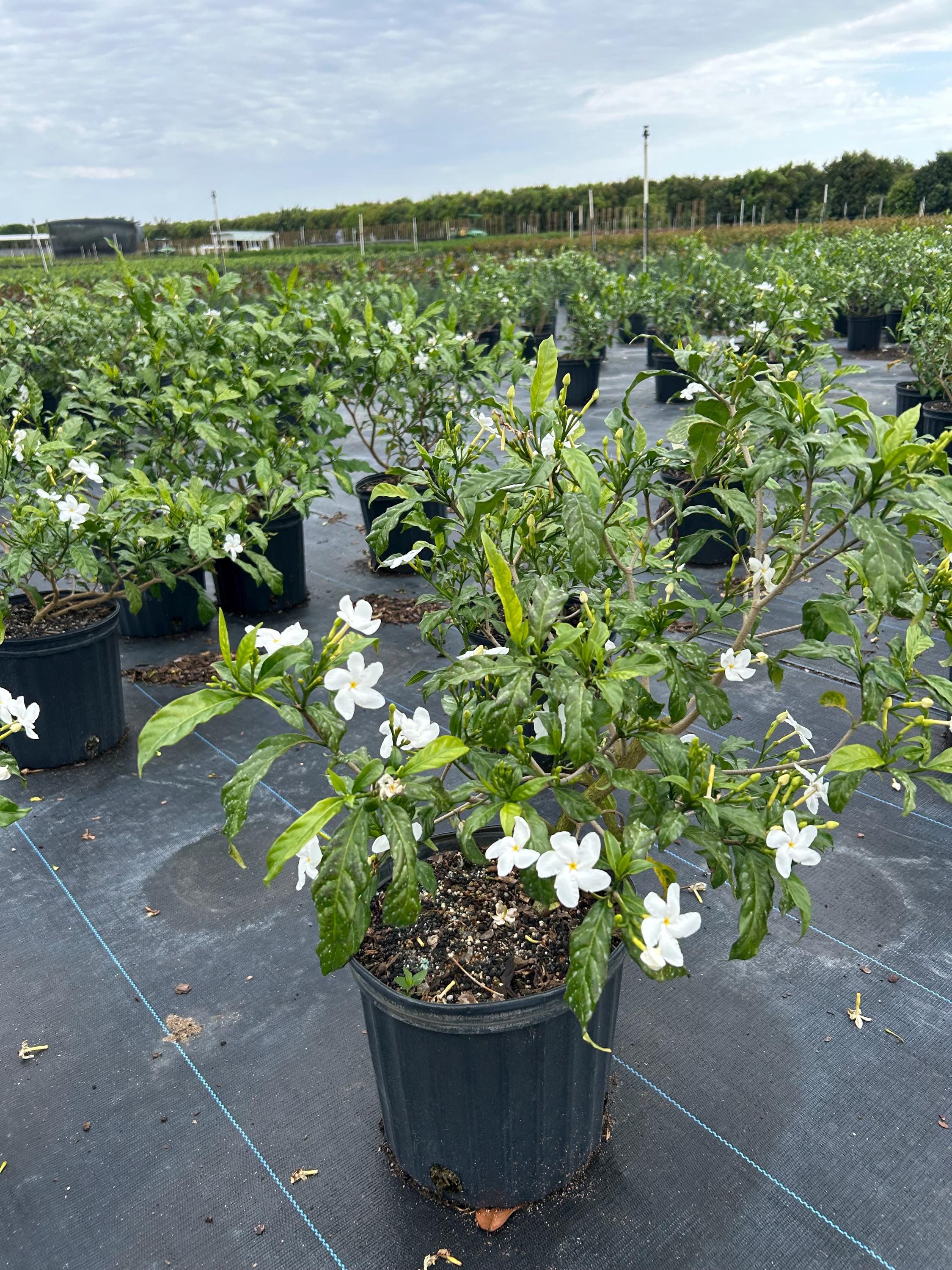 Pinwheel Jasmine Tabernaemontana Divaricata 10 Inch Pot, Tropical