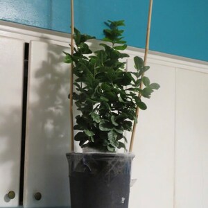 May include: A small green plant with dark green leaves growing in a black plastic pot. The plant is being supported by three wooden stakes.
