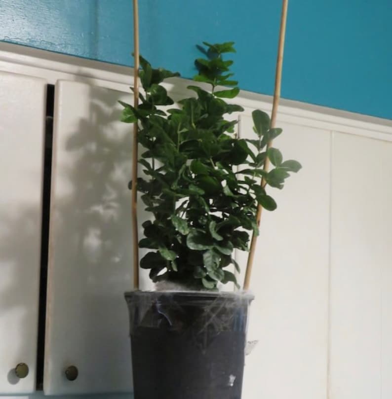 May include: A small green plant with dark green leaves growing in a black plastic pot. The plant is being supported by three wooden stakes.