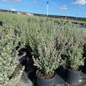 Texas Sage Leucophyllum frutescens BUSH FORM 10 inch pot FREE Shipping East Coast and Central States image 10
