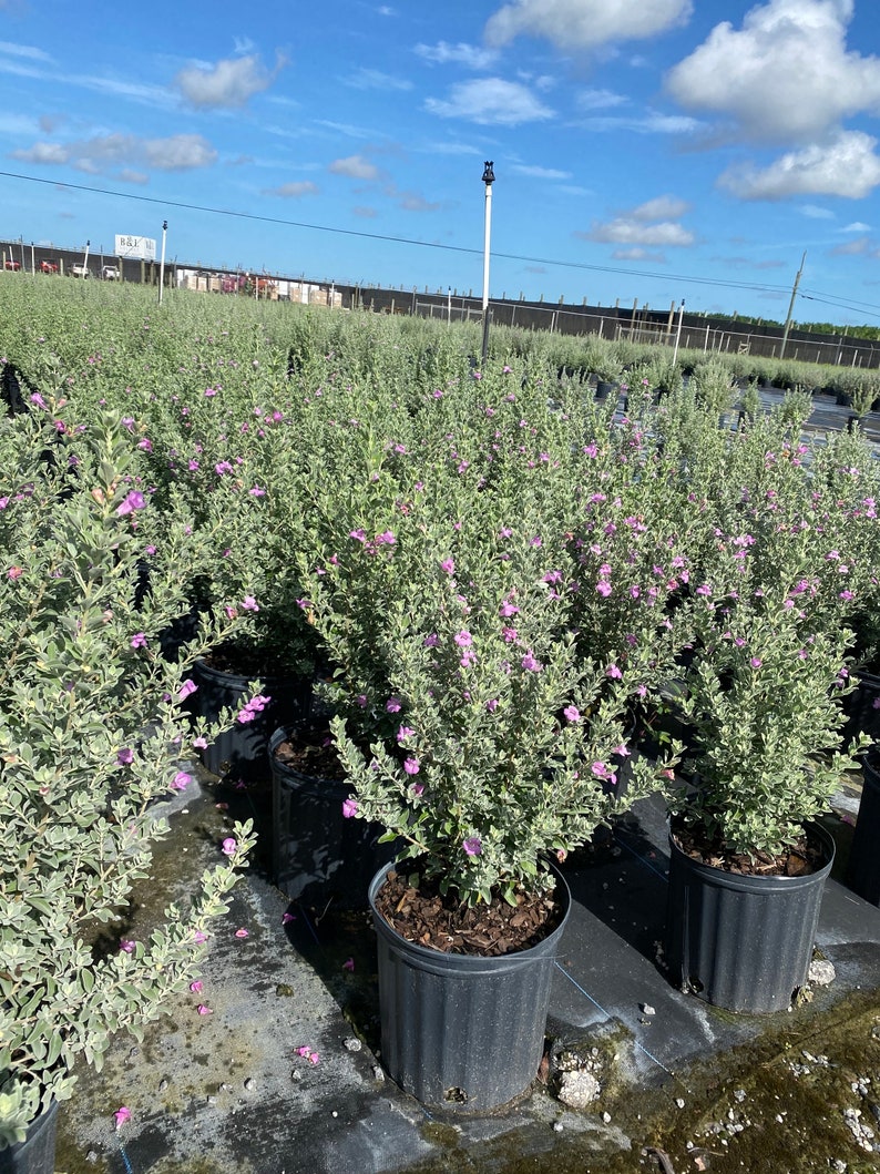 Texas Sage Leucophyllum frutescens BUSH FORM 10 inch pot FREE Shipping East Coast and Central States image 10