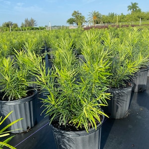 Podocarpus Maki Podocarpus macrophyllus 10 inch pot FREE Shipping East Coast and Central States image 4