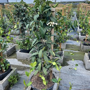 Madagascar jasmine Stephanotis floribunda 14 inch pot  Free shipping to Eastern and Central States List of excluded States in Description