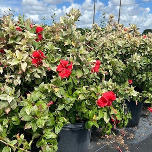 May include: A row of potted hibiscus plants with variegated leaves and bright red flowers. The plants are in black pots and are growing in a nursery setting.