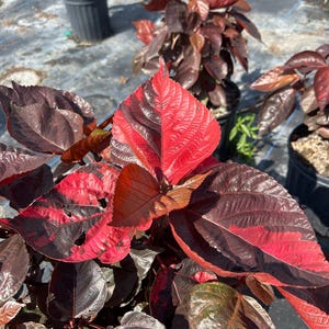 Copper Leaf – Acalypha wilkesiana 10 inch pot Live Tropical Foliage Shrub, Colorful Red & Copper Leaves, Easy Sun-Loving Evergreen Accent