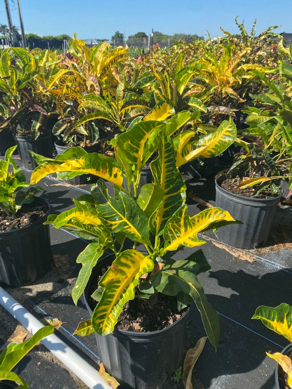 oakleaf Croton