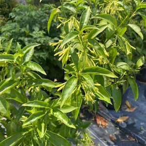May include: A close-up of a green plant with small, yellow flowers. The plant has many leaves and is growing in a pot.