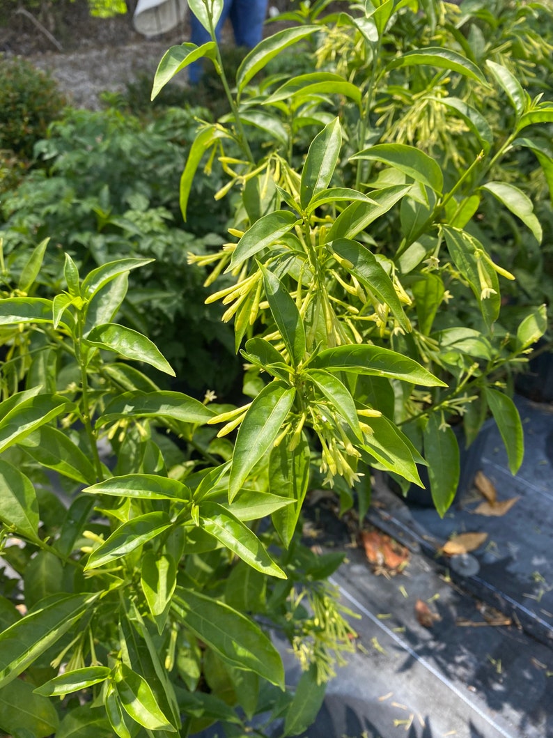 May include: A close-up of a green plant with small, yellow flowers. The plant has many leaves and is growing in a pot.