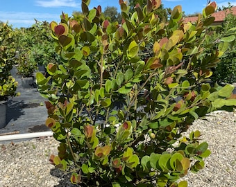 Red tip Cocoplum Chrysobalanus icaco 14” inch pot  FREE Shipping East Coast and Central States