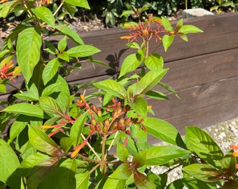 Firebush – Hamelia patens 10 Inch Pot, Native Tropical Shrub with Orange-Red Flowers, Hummingbird & Butterfly Garden Accent