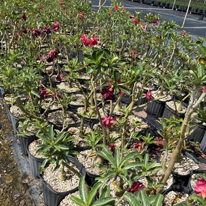 May include: A collection of Adenium obesum plants, also known as desert roses, potted in black plastic containers. Each plant features thick, succulent stems, green lanceolate leaves, and vibrant flowers in shades of deep red, pink, and purple.
