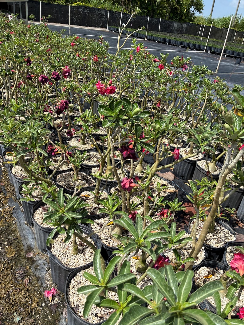 May include: A collection of Adenium obesum plants, also known as desert roses, potted in black plastic containers. Each plant features thick, succulent stems, green lanceolate leaves, and vibrant flowers in shades of deep red, pink, and purple.
