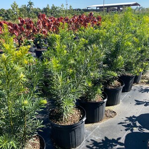 Podocarpus Maki Podocarpus macrophyllus 10 inch pot FREE Shipping East Coast and Central States image 1