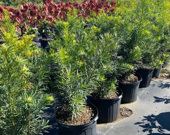 Podocarpus ‘Maki’ Podocarpus macrophyllus 10” inch pot  FREE Shipping East Coast and Central States