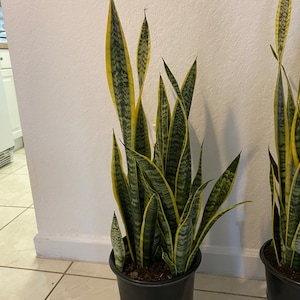 May include: Two potted snake plants with long, green and yellow striped leaves. The plants are in black plastic pots.