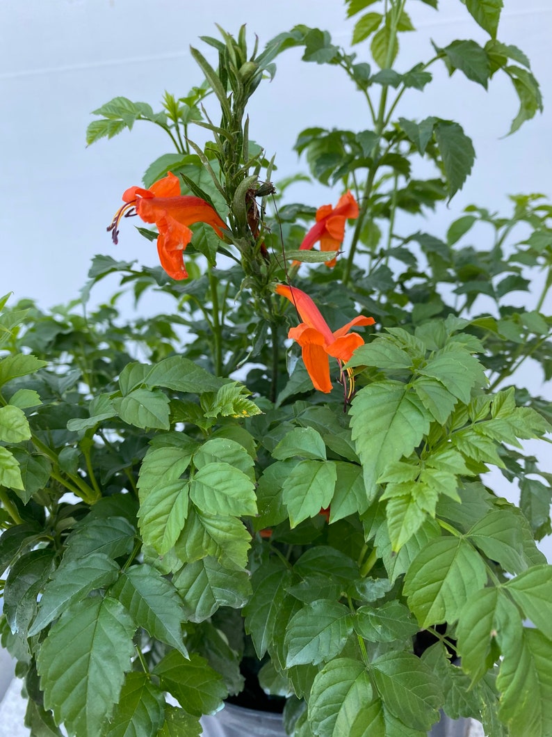 Cape Honeysuckle Red Tecomaria capensis BUSH FORM 10 inch pot FREE Shipping East Coast and Central States image 6