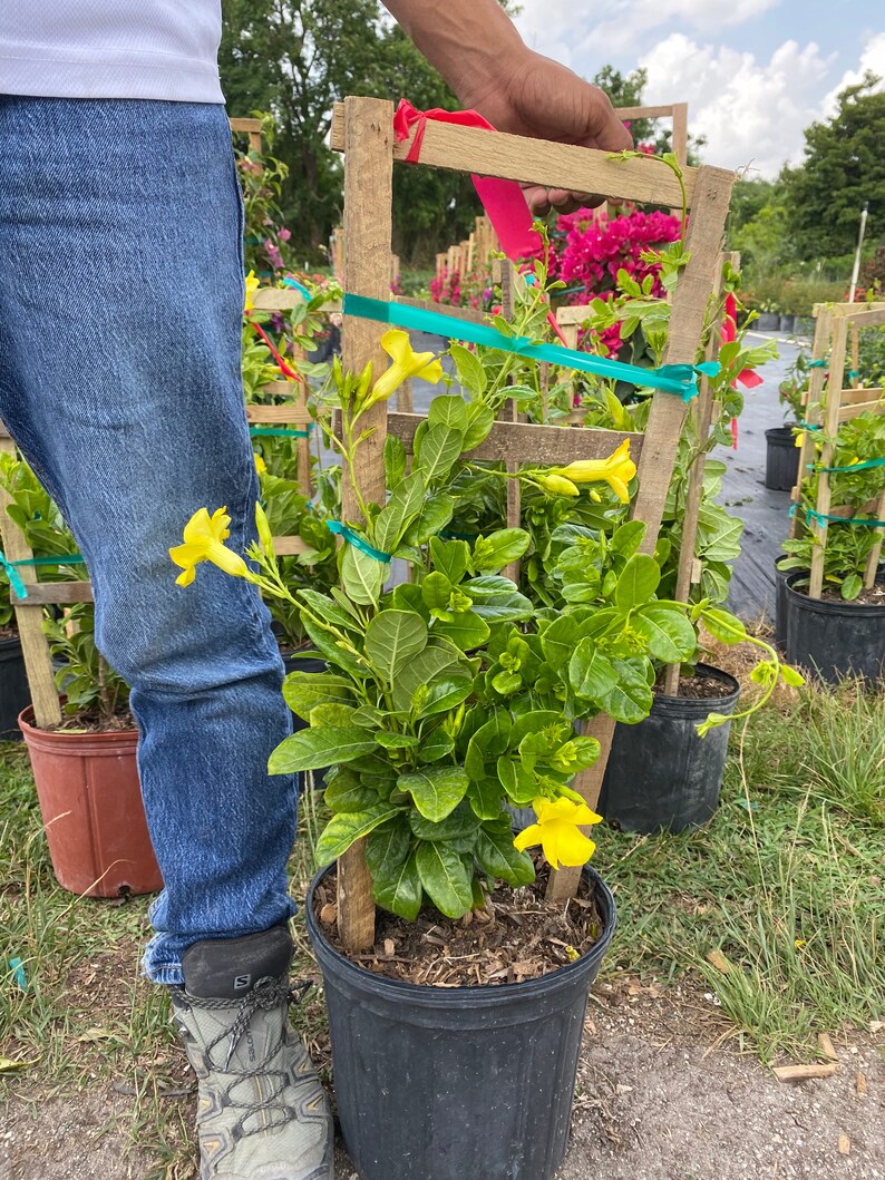 Mandevilla Yellow color Vine in a 30 inch Trellis Enredadera Etsy
