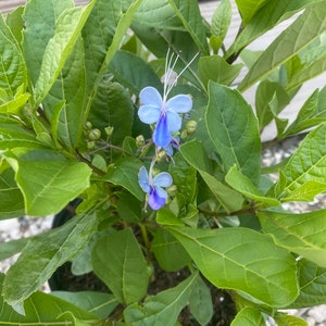 May include: A close-up of a plant with vibrant green leaves and delicate blue flowers. The flowers have a unique shape with long, white stamens. The plant is in a black pot, and the background is a light wooden surface.
