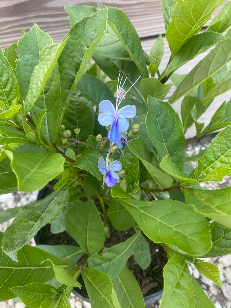 May include: A close-up of a plant with vibrant green leaves and delicate blue flowers. The flowers have a unique shape with long, white stamens. The plant is in a black pot, and the background is a light wooden surface.