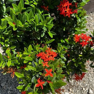 Ixora Taiwanese Red Dwarf Ixora 10 inch pot FREE Shipping East Coast and Central States image 4
