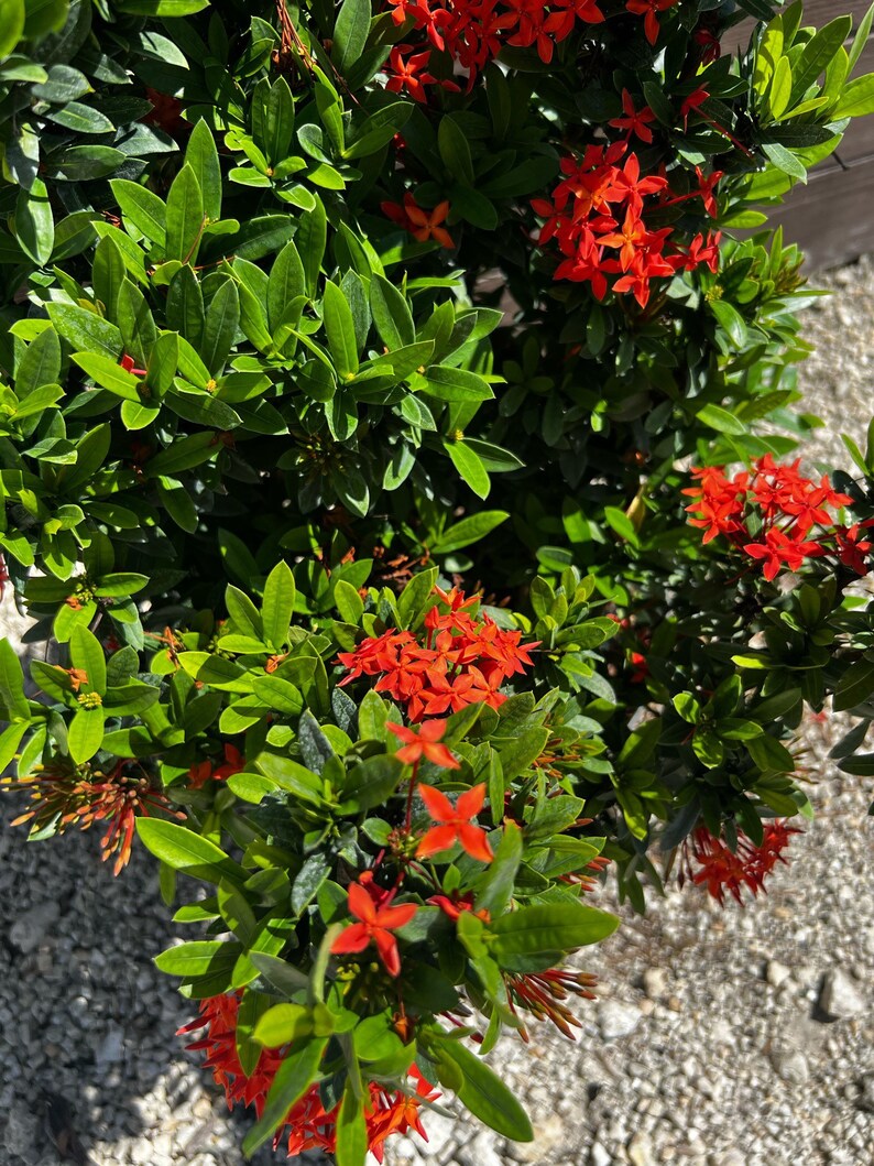 Ixora Taiwanese Red Dwarf Ixora 10 inch pot FREE Shipping East Coast and Central States image 4