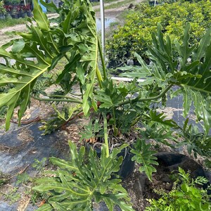 May include: A large, potted Philodendron plant with deeply lobed, green leaves. The plant is in a black pot and is surrounded by other plants in a nursery setting. The leaves have a distinctive shape and texture.