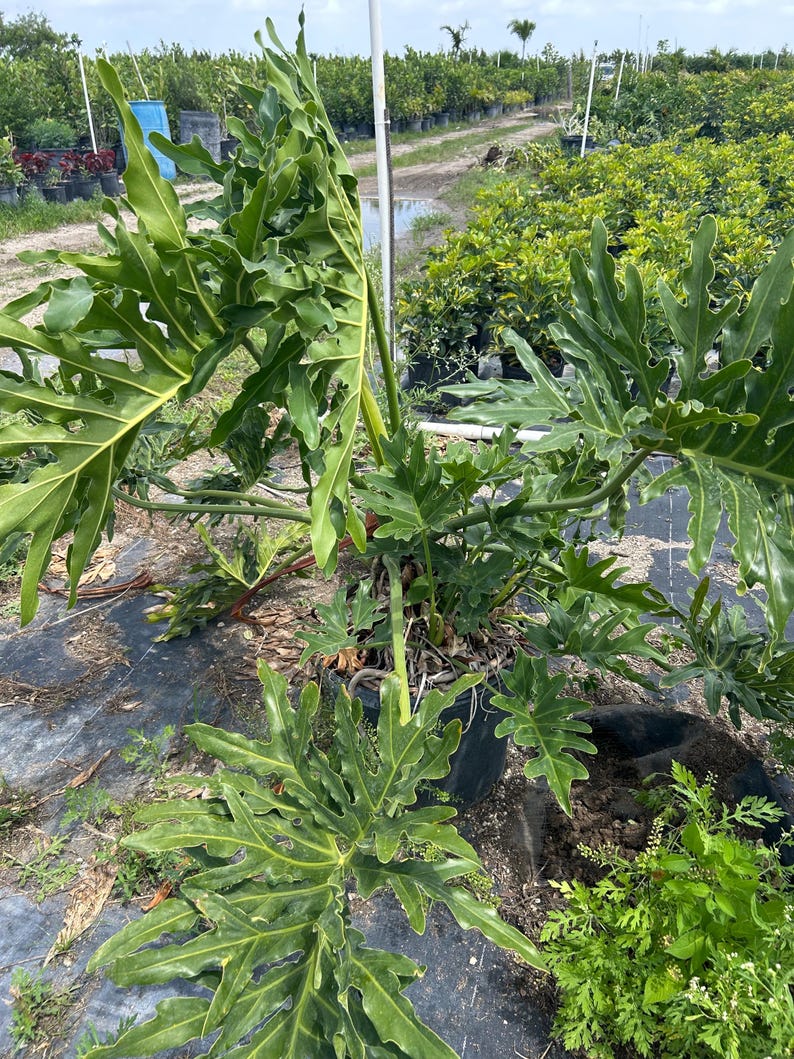 May include: A large, potted Philodendron plant with deeply lobed, green leaves. The plant is in a black pot and is surrounded by other plants in a nursery setting. The leaves have a distinctive shape and texture.