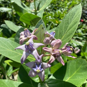May include: Close-up of a cluster of Calotropis gigantea flowers, also known as crown flowers. The flowers are a soft lavender color with a darker purple center, surrounded by large green leaves. The image is taken in natural light.
