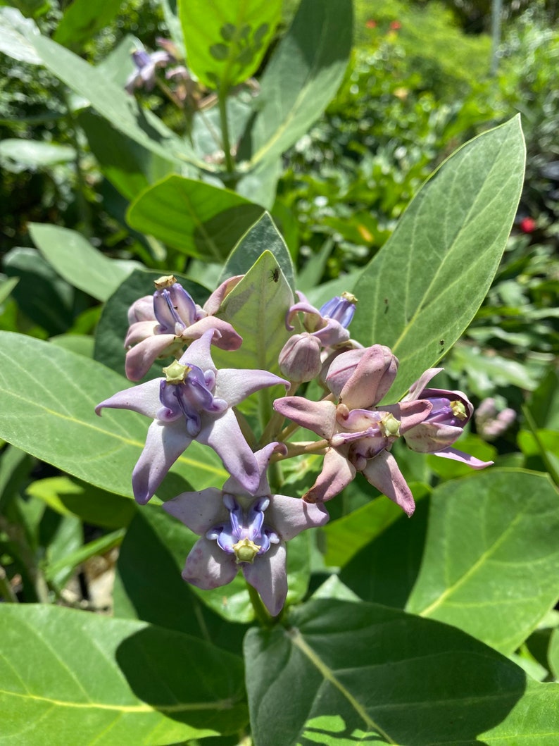 May include: Close-up of a cluster of Calotropis gigantea flowers, also known as crown flowers. The flowers are a soft lavender color with a darker purple center, surrounded by large green leaves. The image is taken in natural light.