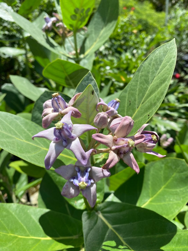 Giant Milkweed Calotropis gigantea 10 inch pot FREE Shipping East Coast and Central States image 9