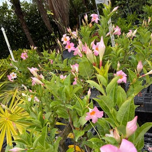 May include: A Mandevilla plant featuring numerous trumpet-shaped pink flowers with bright orange centers. The plant has vibrant green, oval-shaped leaves and several unopened flower buds, all growing on thin, woody stems in a black plastic nursery tray.