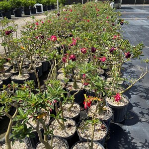 Desert Rose – Adenium obesum 10 Inch Pot, Colorful Tropical Succulent, Bonsai-Style Caudex, Drought-Tolerant Patio Plant image 11