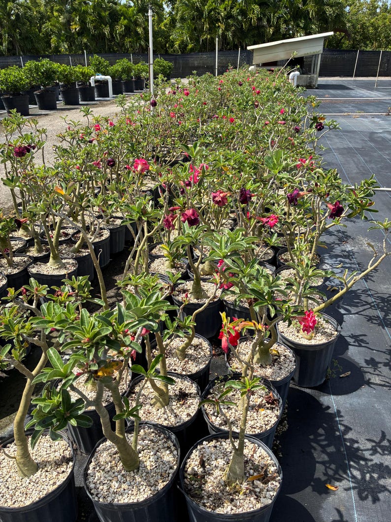 Desert Rose – Adenium obesum 10 Inch Pot, Colorful Tropical Succulent, Bonsai-Style Caudex, Drought-Tolerant Patio Plant image 11