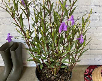 Ruellia Purple Mexican Petunia simplex 10” inch pot  FREE Shipping East Coast and Central States