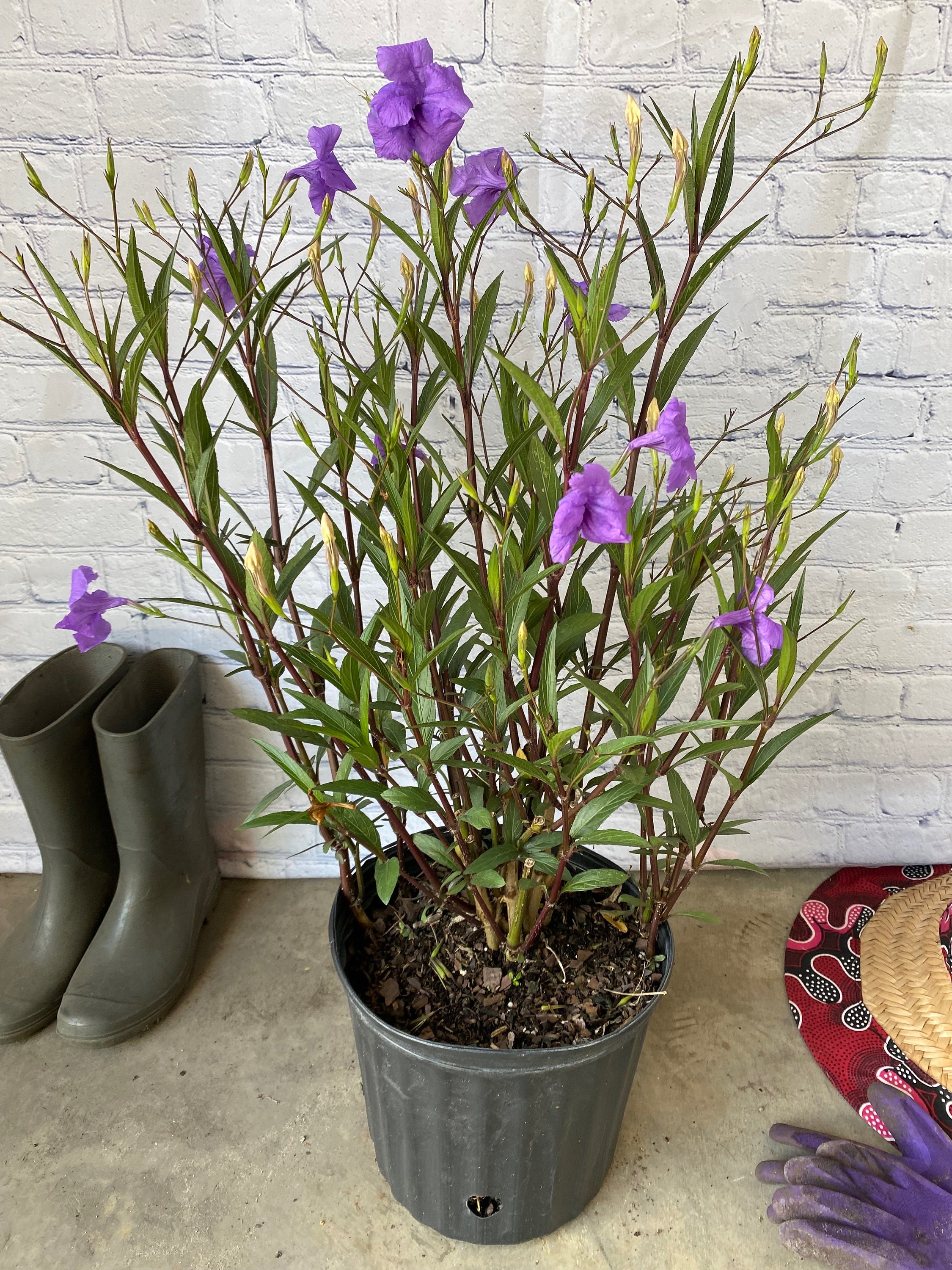 Ruellia púrpura – Petunia mexicana en maceta de 25 cm, planta perenne de  floración tolerante a la sequía, de bajo mantenimiento y que atrae  mariposas. - Etsy México, image size:2250x3000